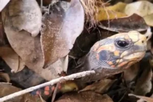 Recintos recebem reforço de feno e folhas secas para que os animais possam se aquecer | Foto: Divulgação/Agetul