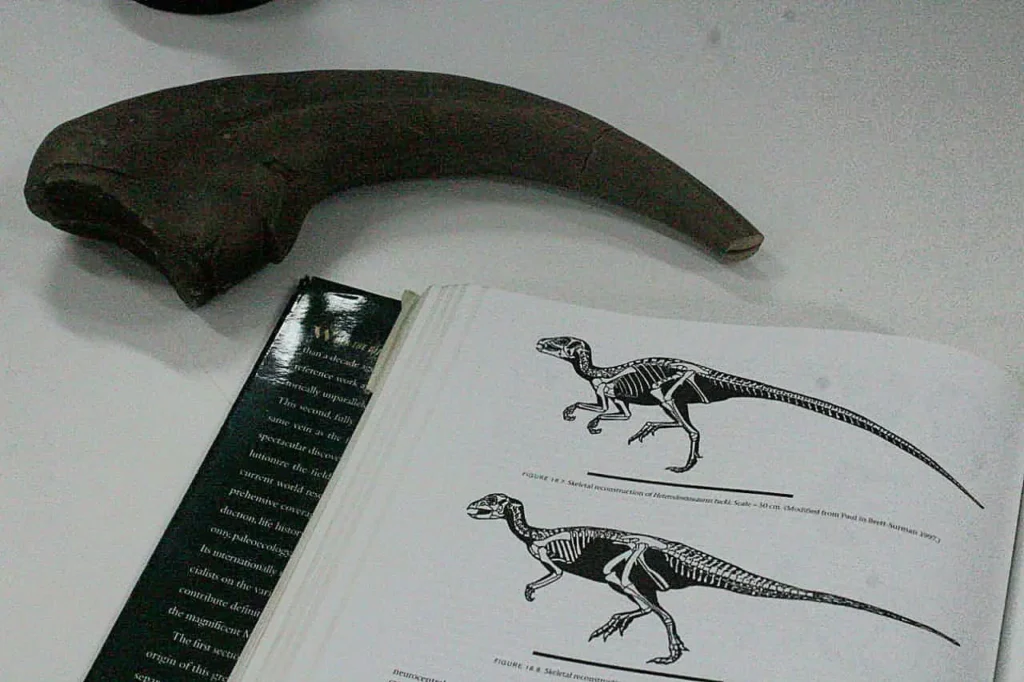 O Sábado Tem Museu convida o público para uma viagem a um período ainda mais antigo, que remonta à linha do tempo da evolução planetária | Foto: Divulgação