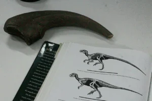 O Sábado Tem Museu convida o público para uma viagem a um período ainda mais antigo, que remonta à linha do tempo da evolução planetária | Foto: Divulgação