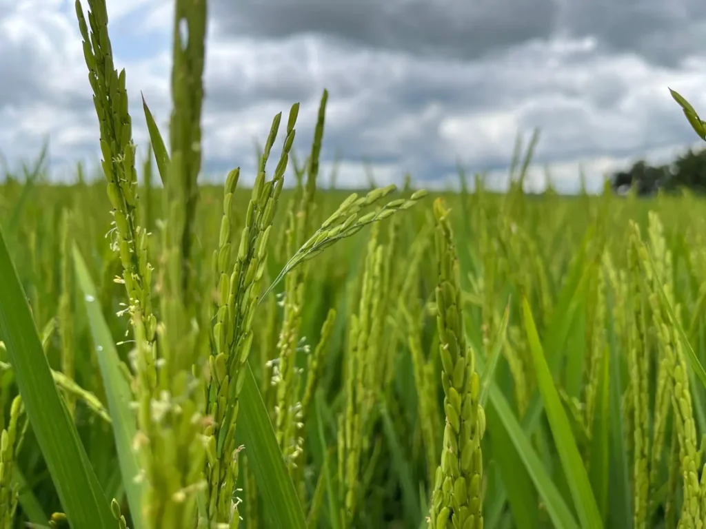 Flores de Goiás, São Miguel do Araguaia e São João d’Aliança são os três principais municípios produtores de arroz no estado | Foto: Divulgação/Seapa Goiás