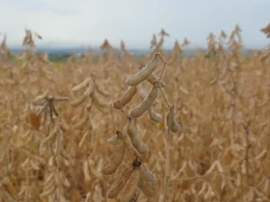Durante esse período fica vetado o plantio e semeadura do grão nas fazendas de produção agrícola | Foto: Thiago Antônio Espinosa/Embrapa