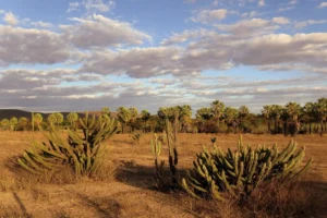Cerrado ultrapassa Amazônia e se torna bioma mais desmatado do Brasil