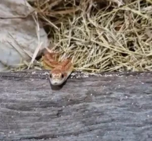 Zoológico de Goiânia adota medidas para proteger animais em dias frios