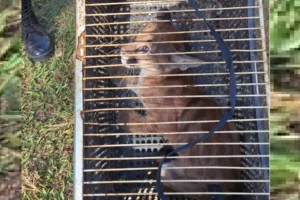 Após o resgate bem-sucedido, o Corpo de Bombeiros constatou que o animal não apresentava ferimentos | Foto: Divulgação/Bombeiros