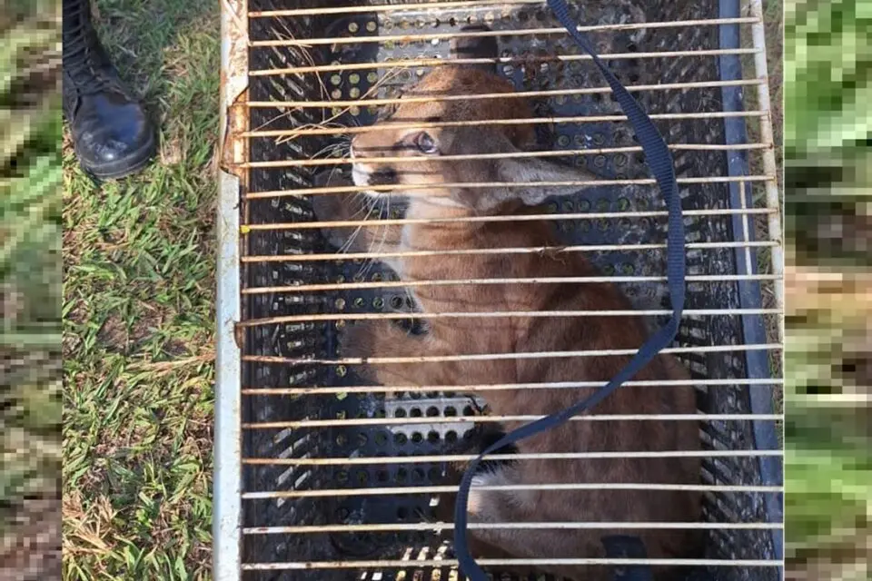 Após o resgate bem-sucedido, o Corpo de Bombeiros constatou que o animal não apresentava ferimentos | Foto: Divulgação/Bombeiros