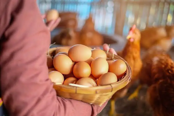 Ovos de galinha. | Foto: Divulgação