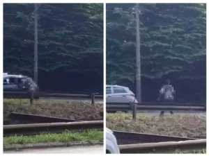 Vídeo mostra a vítima instantes antes de ser atingida por um veículo, no exato momento em que o homem se joga na frente do carro I Foto: Divulgação/SMM