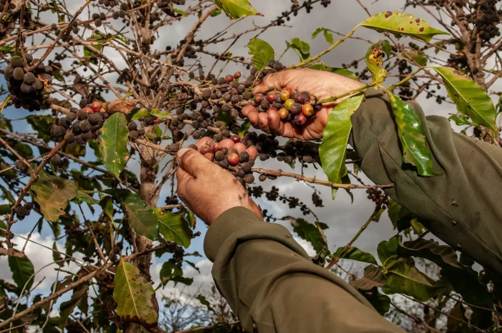 Estimativa para a safra 2024 foi divulgada na última quinta-feira (23/5); resultado vem do aumento da área plantada e produtividade. | Foto: Divulgação