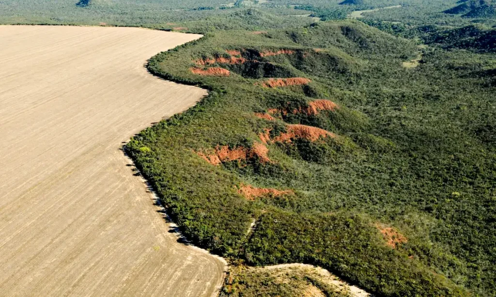 Quase toda supressão de vegetação (97%) foi para expansão agropecuária. | Foto: WWF Brasil