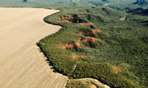 Quase toda supressão de vegetação (97%) foi para expansão agropecuária. | Foto: WWF Brasil