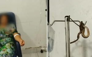 A paciente contou ainda que há menos de um ano, viu outra cobra na mesma unidade de saúde I Foto: Reprodução/TV Anhanguera
