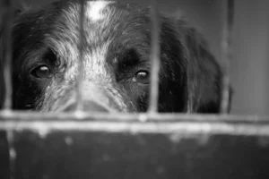 caged dog, with sad face