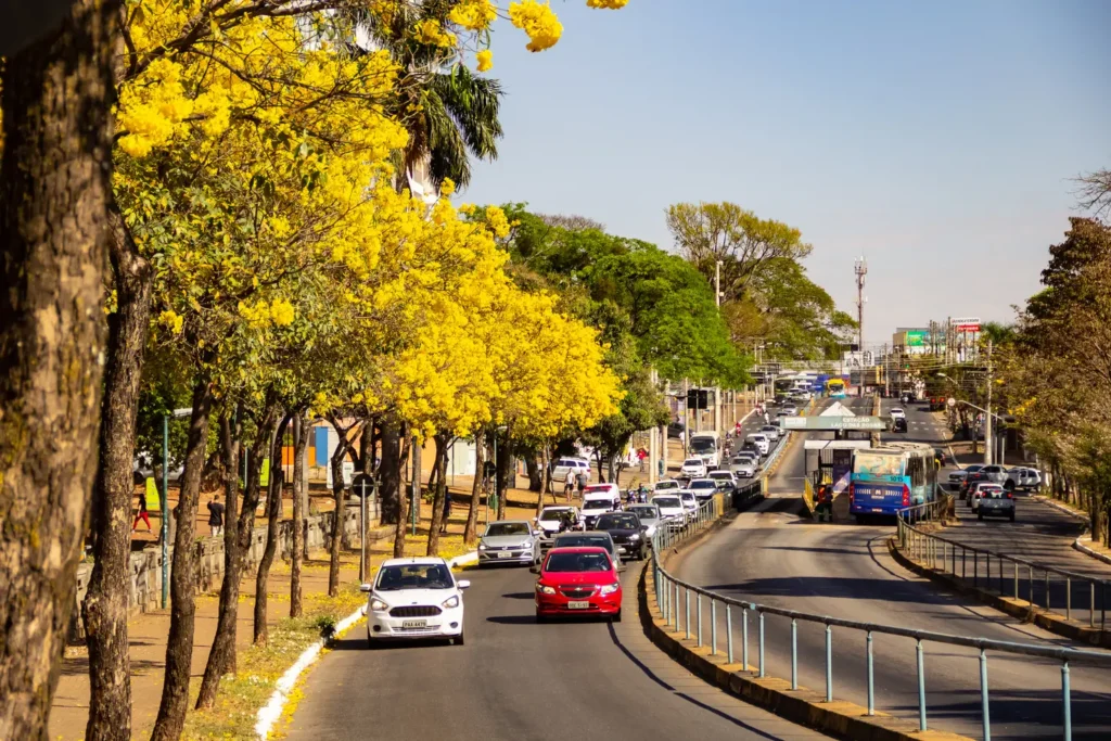 A stretch of Anhanguera Avenue in Goiânia, with several yellow flowering ipe trees.