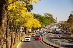A stretch of Anhanguera Avenue in Goiânia, with several yellow flowering ipe trees.