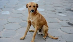 Cachorro caramelo. |Foto: NancyAyumi/Canva Pro