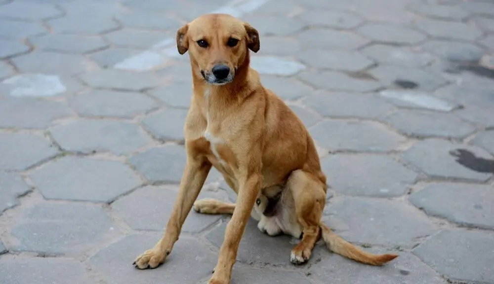 Cachorro caramelo. |Foto: NancyAyumi/Canva Pro