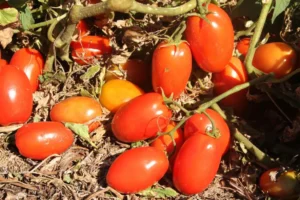 Medida visa propiciar ausência de plantas de tomate de novembro a janeiro, período de grande incidência da mosca-branca | Foto: Henrique Martins Gianvecchio Carvalho/ Embrapa