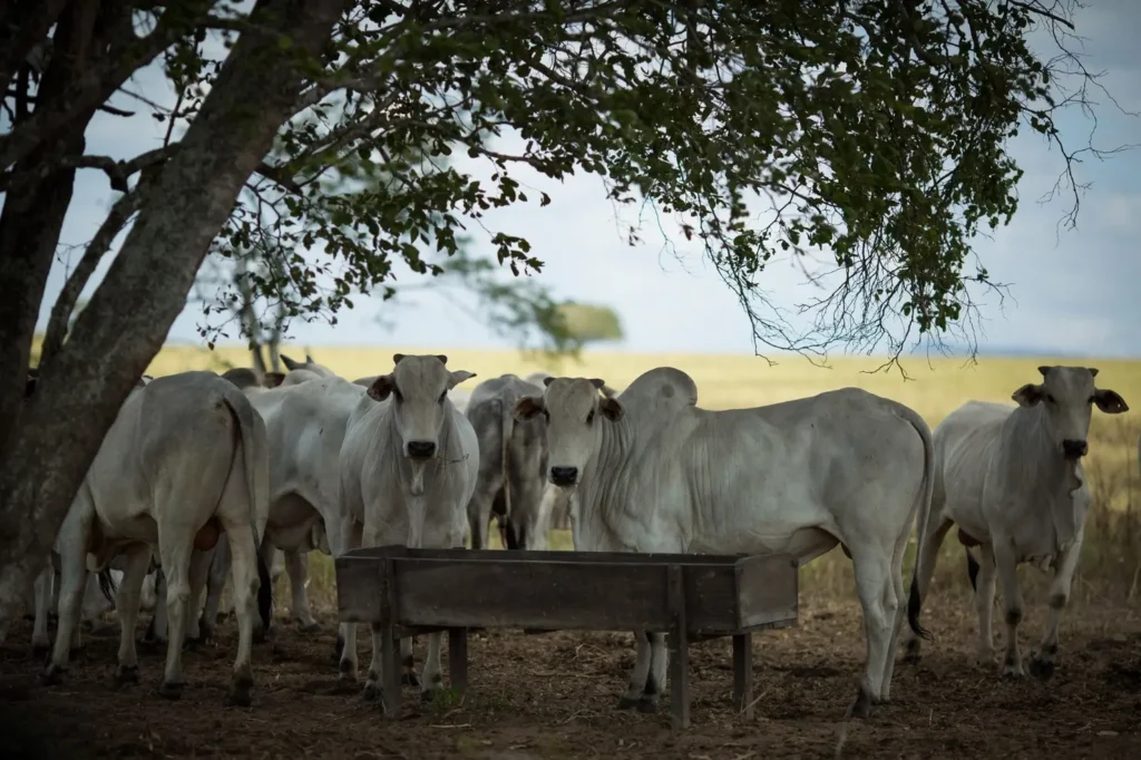 Goiás registra abate de 1 milhão de cabeças de bovinos no primeiro trimestre de 2024 | Foto: Wenderson Araujo