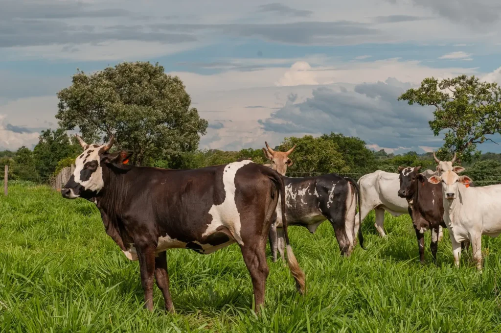 FCO Rural: agronegócio goiano teve 3.266 cartas-consulta aprovadas e mais de R$ 4 bilhões em financiamentos autorizados nos últimos quatro anos.

Em destaque: Gado no pasto.