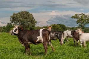 FCO Rural: agronegócio goiano teve 3.266 cartas-consulta aprovadas e mais de R$ 4 bilhões em financiamentos autorizados nos últimos quatro anos.

Em destaque: Gado no pasto.