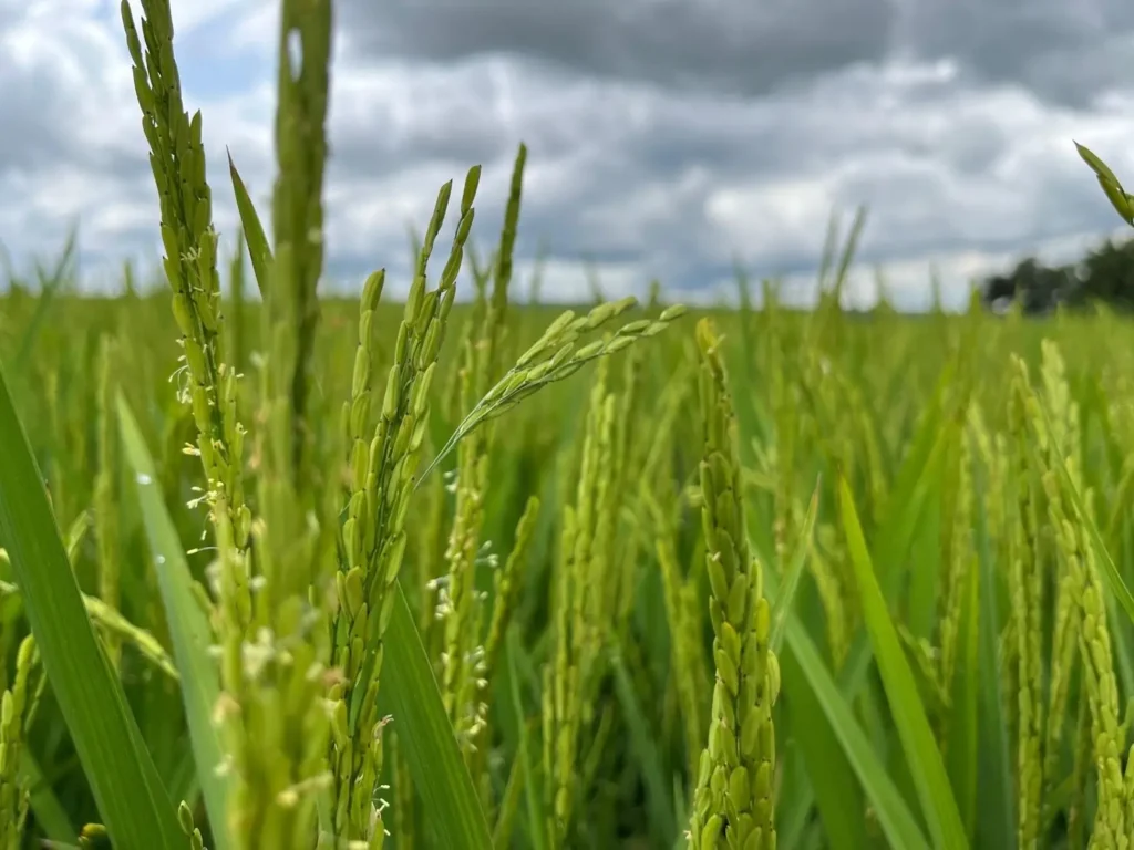 Goiás é quarto maior produtor de grãos do Brasil, segundo pesquisa divulgada nesta quinta-feira | Foto: Seapa