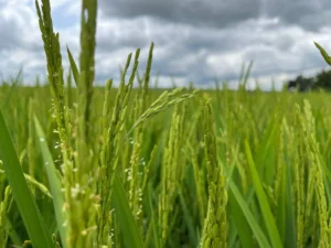 Goiás é quarto maior produtor de grãos do Brasil, segundo pesquisa divulgada nesta quinta-feira | Foto: Seapa