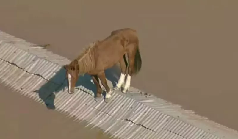 Cavalo ficou conhecido nacionalmente. Foto: Reprodução/ Globo