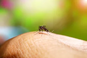 Autoridades sanitárias alertam para alta nos casos de dengue na Europa