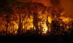 |Incêndios no Pantanal: Governo do MS decreta situação de emergência