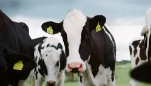 O país é um grande exportador de laticínios e carne suína, a medida visa melhorar os impactos ambientais. | Foto: Jakob Cotton/ Unsplash