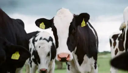 O país é um grande exportador de laticínios e carne suína, a medida visa melhorar os impactos ambientais. | Foto: Jakob Cotton/ Unsplash