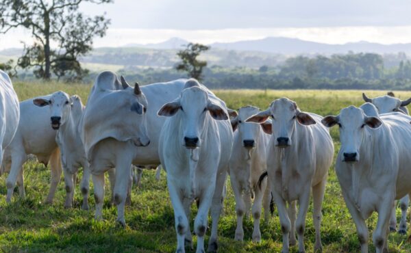 Balança comercial goiana tem alta de 19