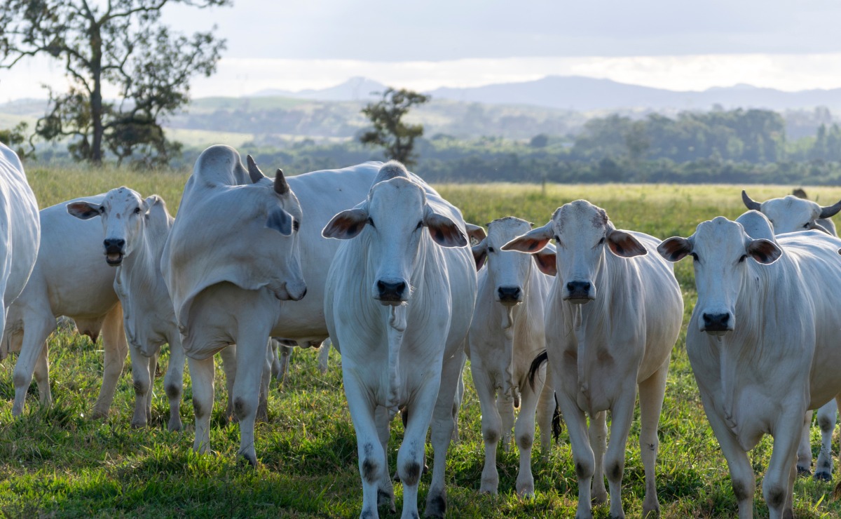 Balança comercial goiana tem alta de 19