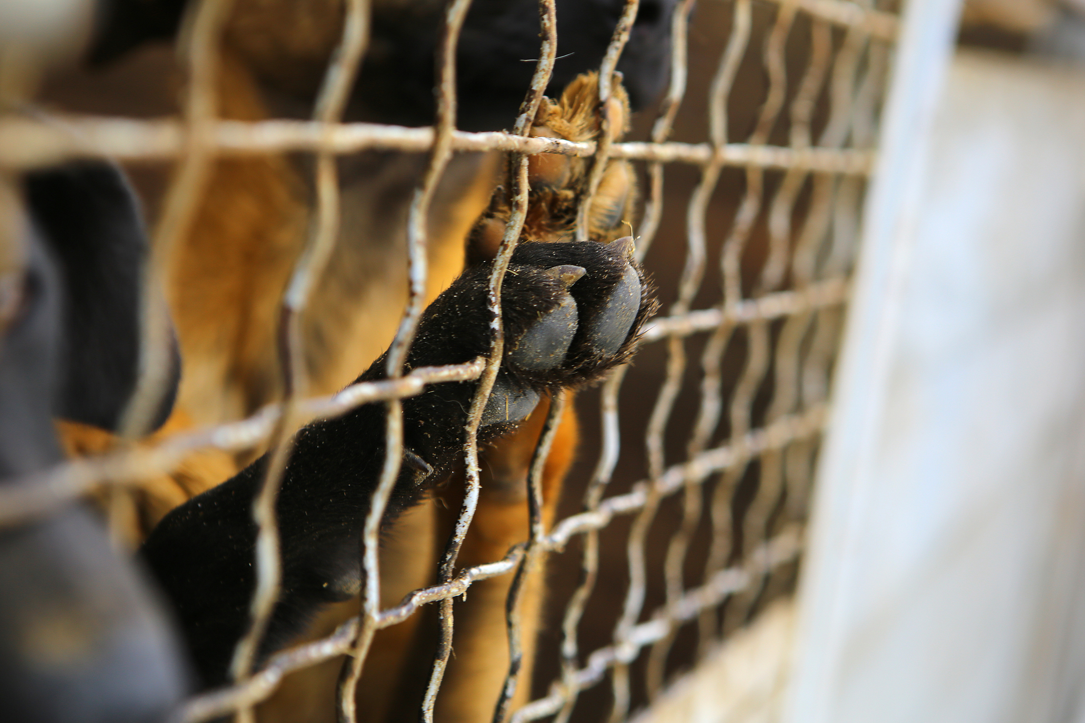 Coreia do Sul proíbe consumo de carne de cachorro