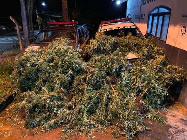 Homem é preso por plantar 100 pés de maconha em chácara de Niquelândia