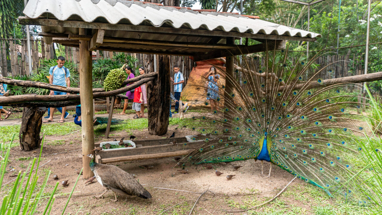 Parque Mutirama e Zoológico de Goiânia são opções de lazer nas férias escolares