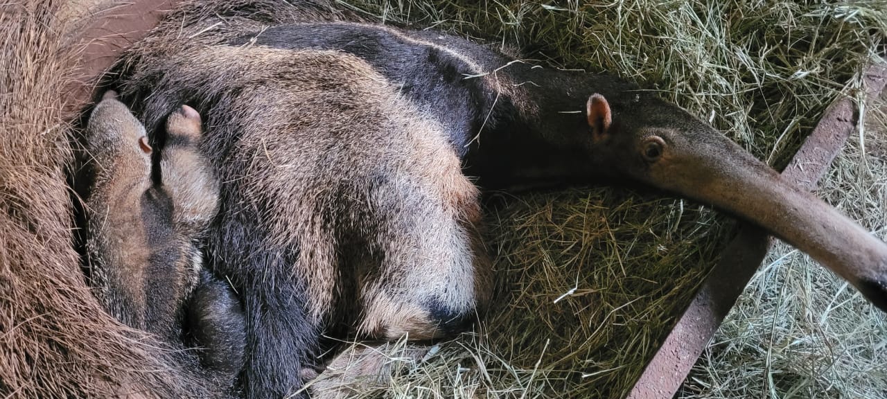 Zoológico de Goiânia apresenta filhote de tamanduá-bandeira