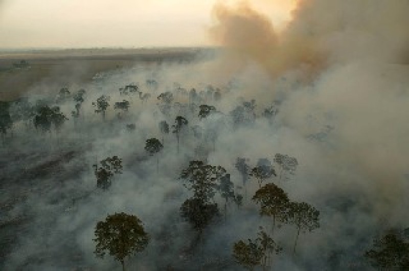 Incêndios provocaram perda recorde na cobertura de árvores