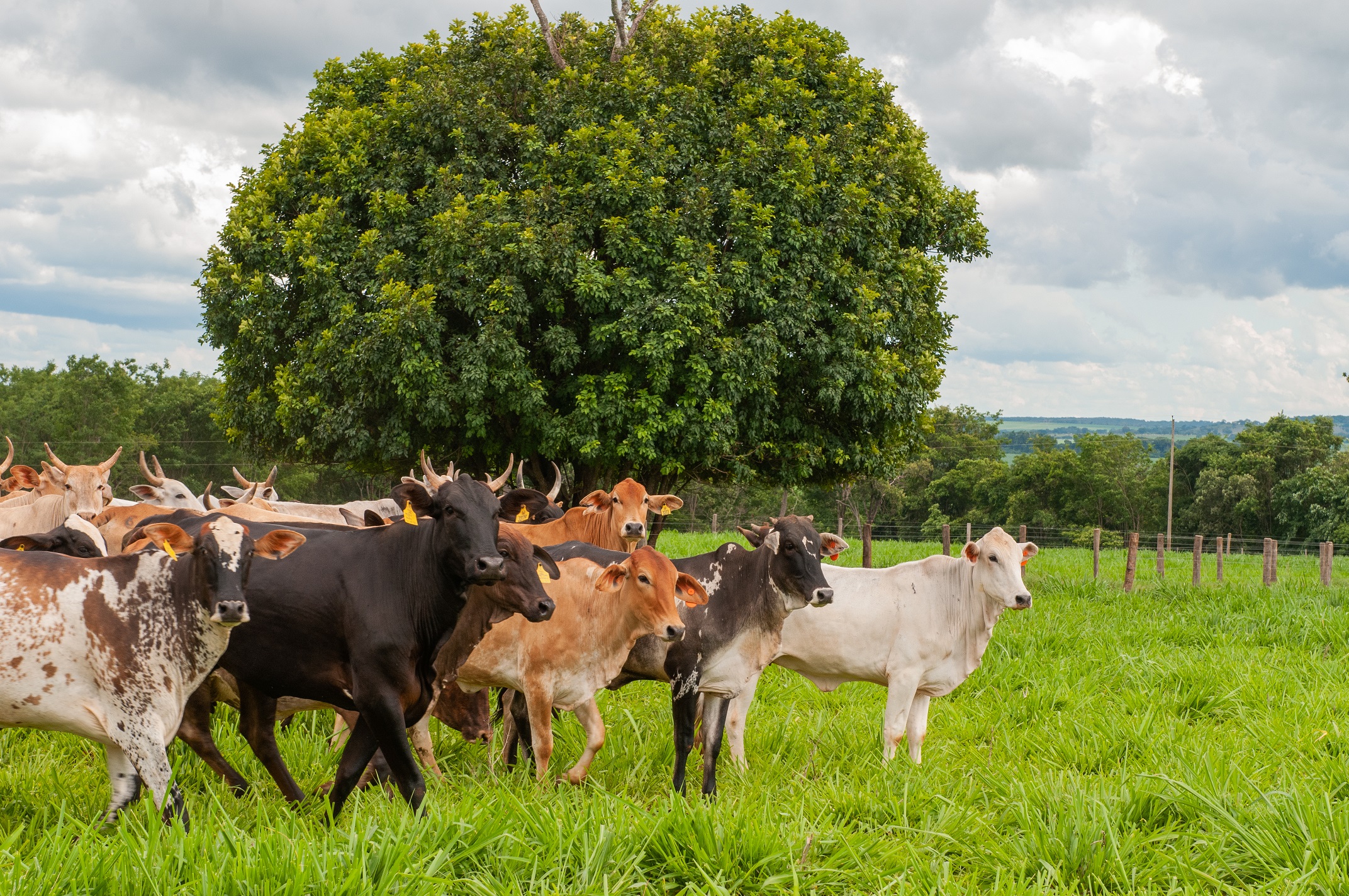 11 abre 1 Reproducao Agrodefesa Enio Tavares