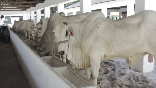 A feira de negócios da indústria da genética bovina, Goiás Genética, deu início à sua 12° edição