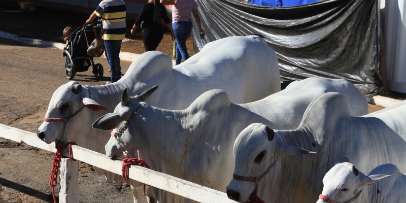 Animais seguem no Parque de Exposições