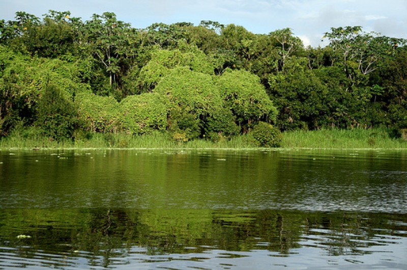 Créditos de floresta entram no mercado