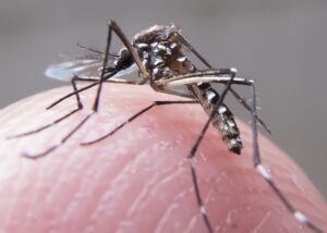 Casos de dengue sobem 48% em janeiro em todo o país