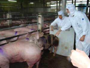 OIE aprova pedido de zona livre da peste suína