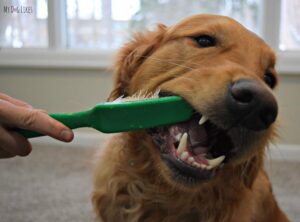 Escovando  os dentes do seu cão