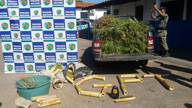 Plantação com 500 pés de maconha é localizada pela Polícia Militar