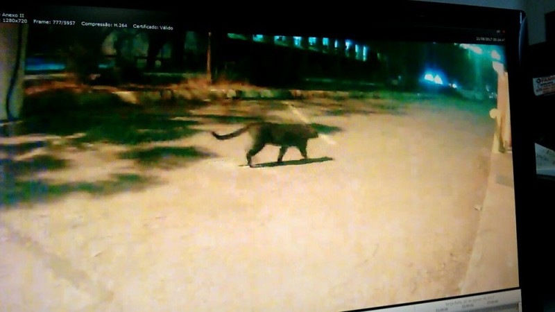 Video mostra momento em que onça ronda Palácio do Itamaraty