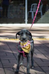 ONG promove adoção de cães e gatos