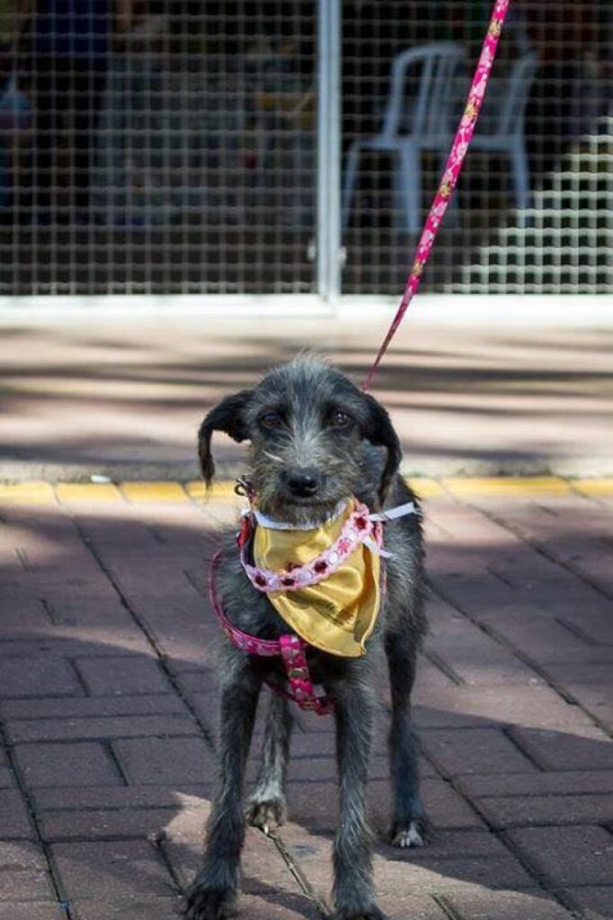 ONG promove adoção de cães e gatos