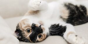 Independentes e de personalidade forte